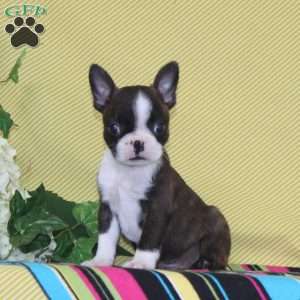 Pierre, Boston Terrier Puppy